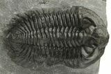 Coltraneia Trilobite Fossil - Huge Faceted Eyes #225333-3